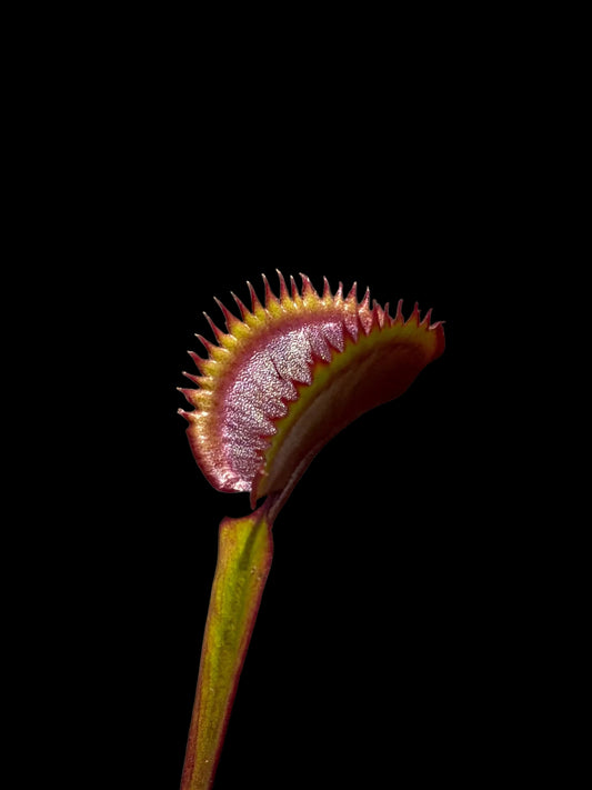 Dionaea muscipula 'Trev's Red Dentate'