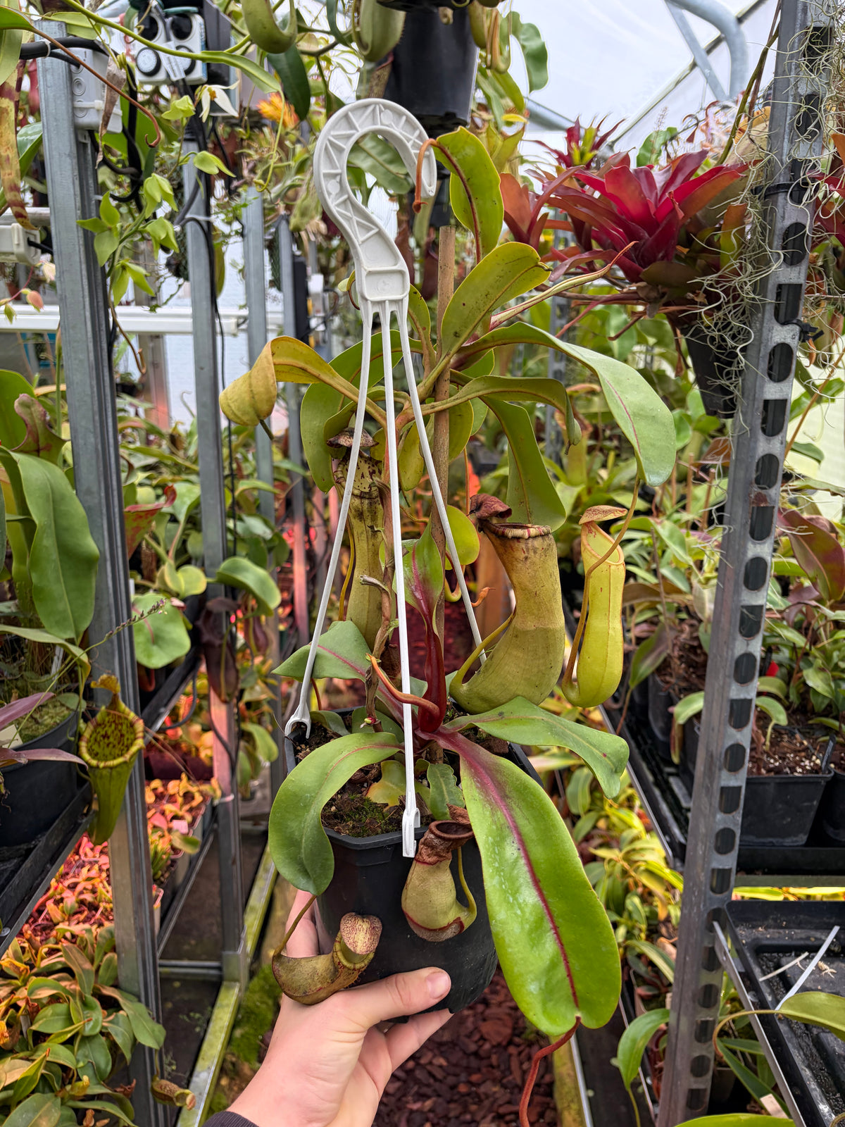 Nepenthes ventricosa x clipeata ‚female - 2 growpoints‘
