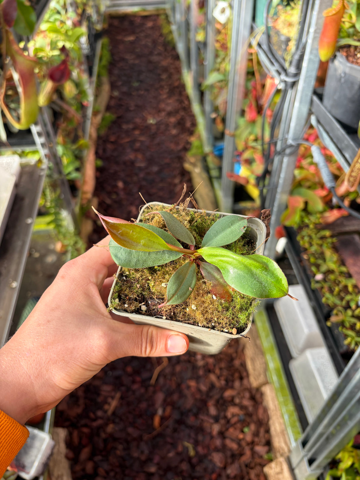 Nepenthes mira x peltata (BE-4535) 10cm