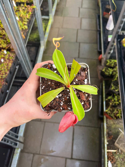 Nepenthes spathulata x dubia 10-15cm