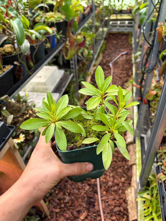 Rhododendron arcophyllum ‚rooted cutting‘