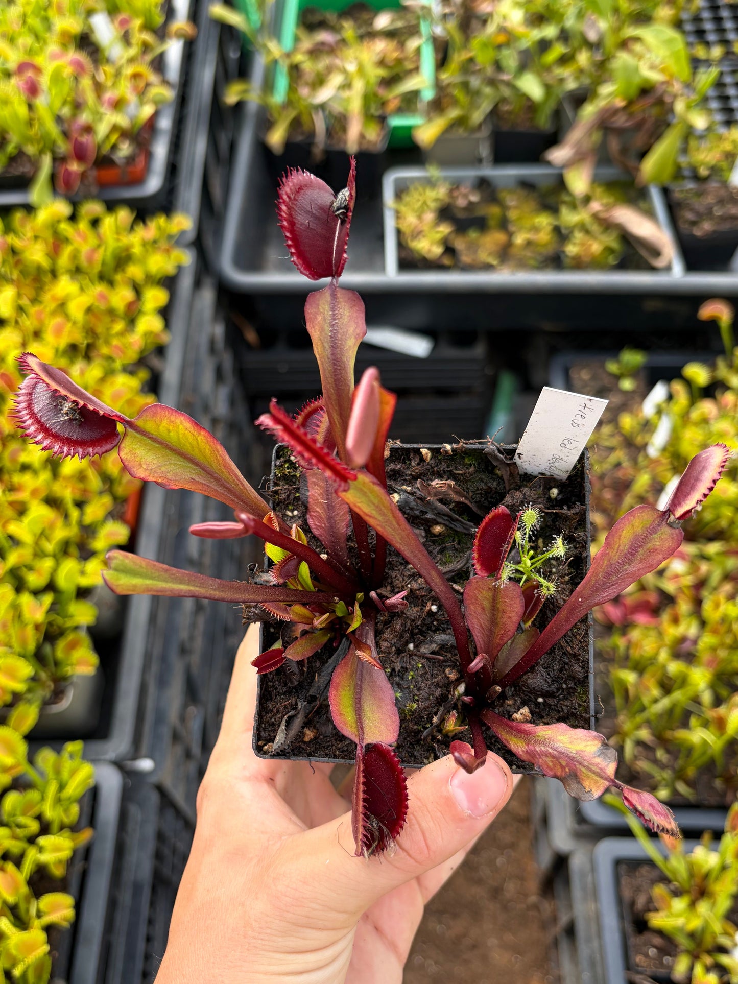 Dionaea muscipula 'Trev's Red Dentate'