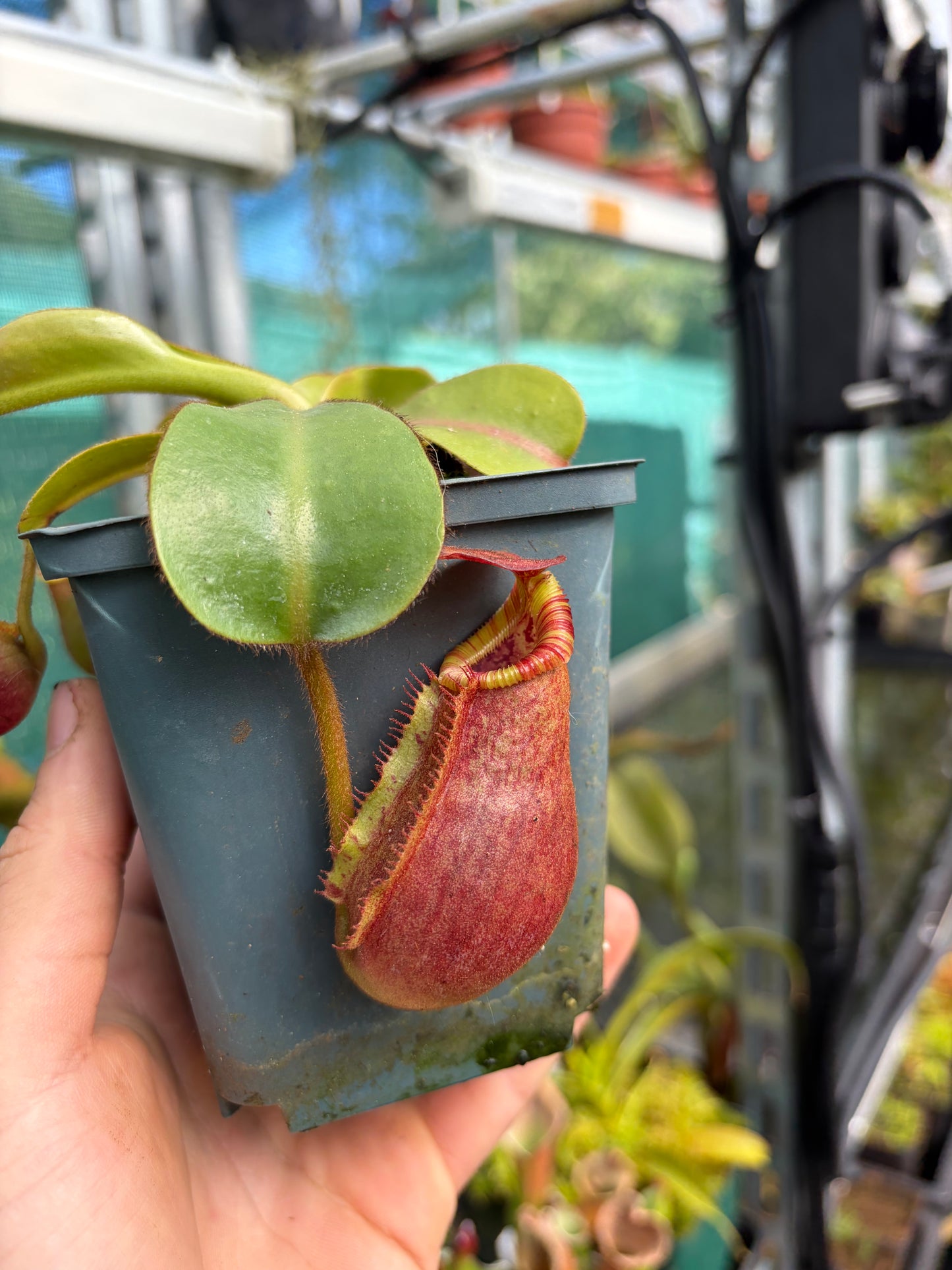 Nepenthes veitchii ‚candy‘ x trusmadiensis 5cm