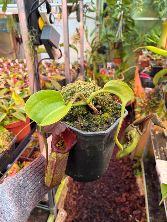 Nepenthes robcantleyi BE