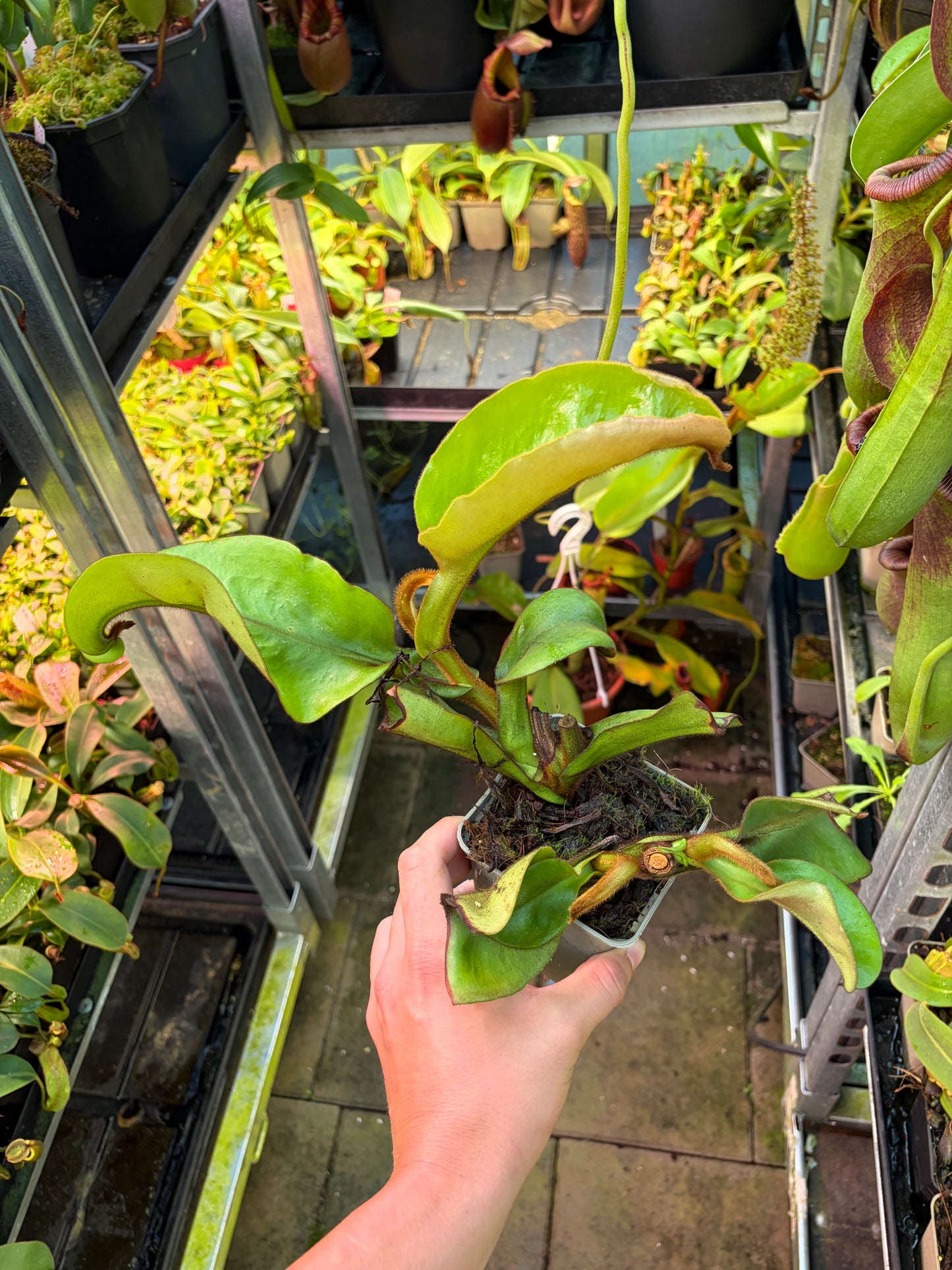 Nepenthes veitchii ‚Roude Léiw‘ (Red Lion) ‚Rooted cutting‘