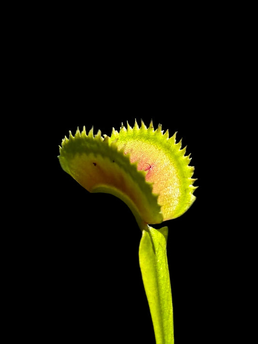 Dionaea muscipula 'Z11 (BCP)'