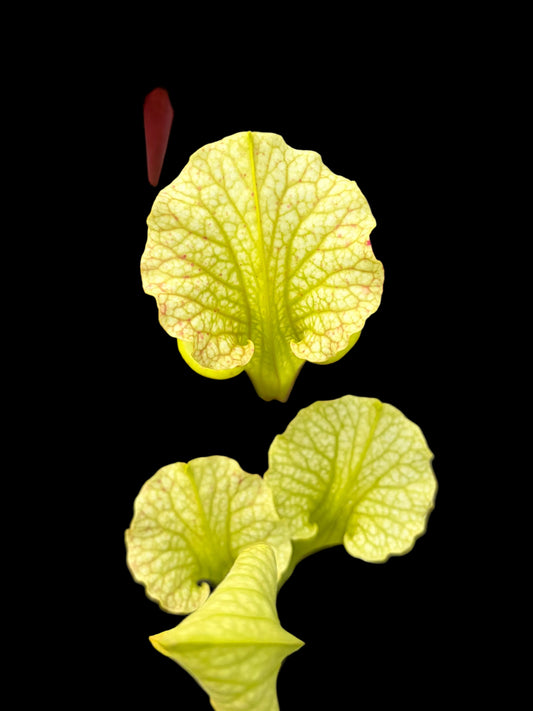 Sarracenia x moorei 'MK H24, Marston Exotics 1987 Clone'