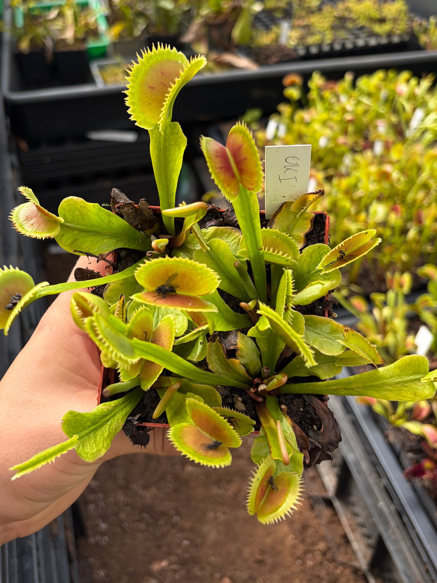 Dionaea muscipula 'UK1'