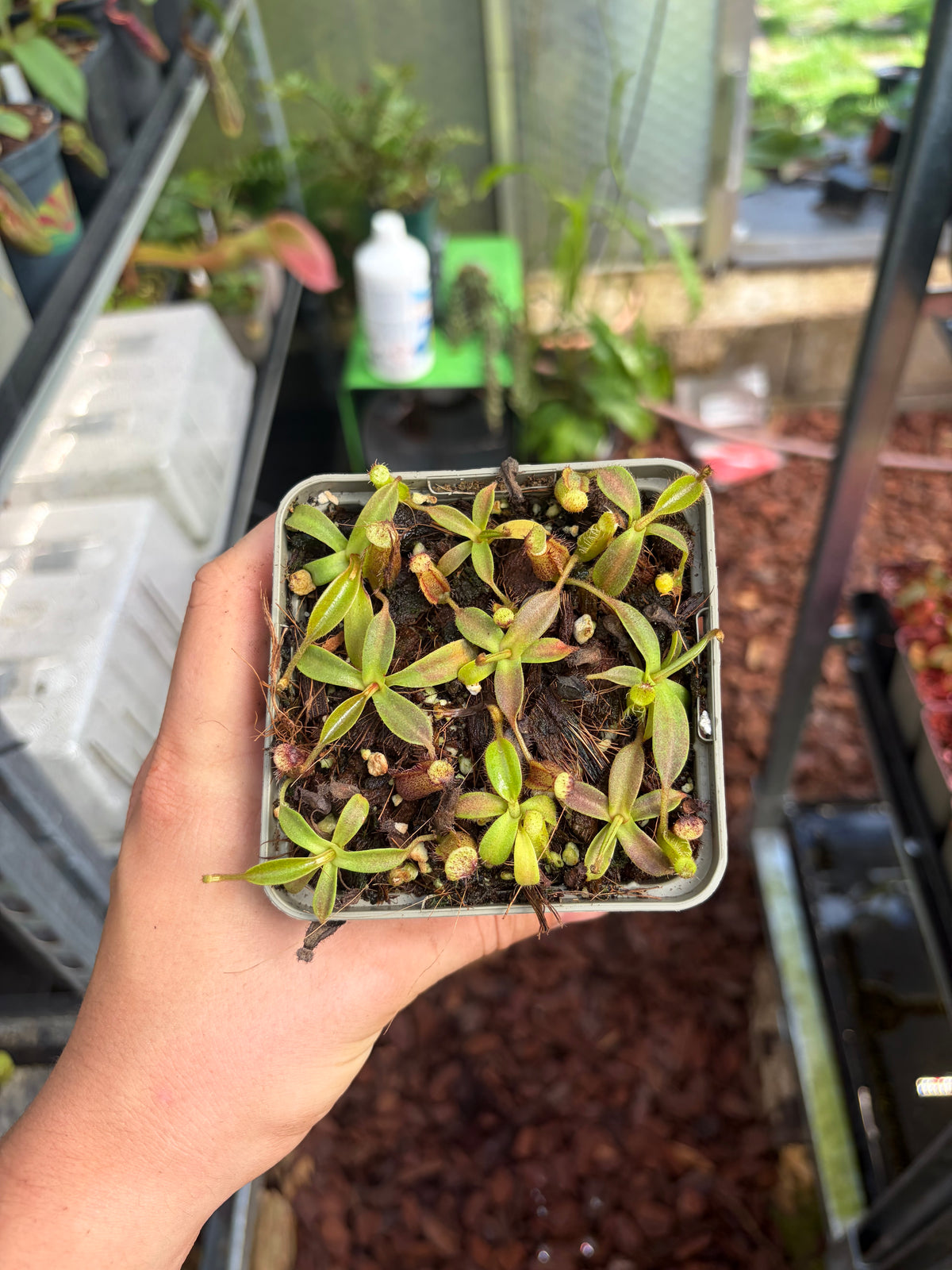 Nepenthes mollis x hamata 5cm
