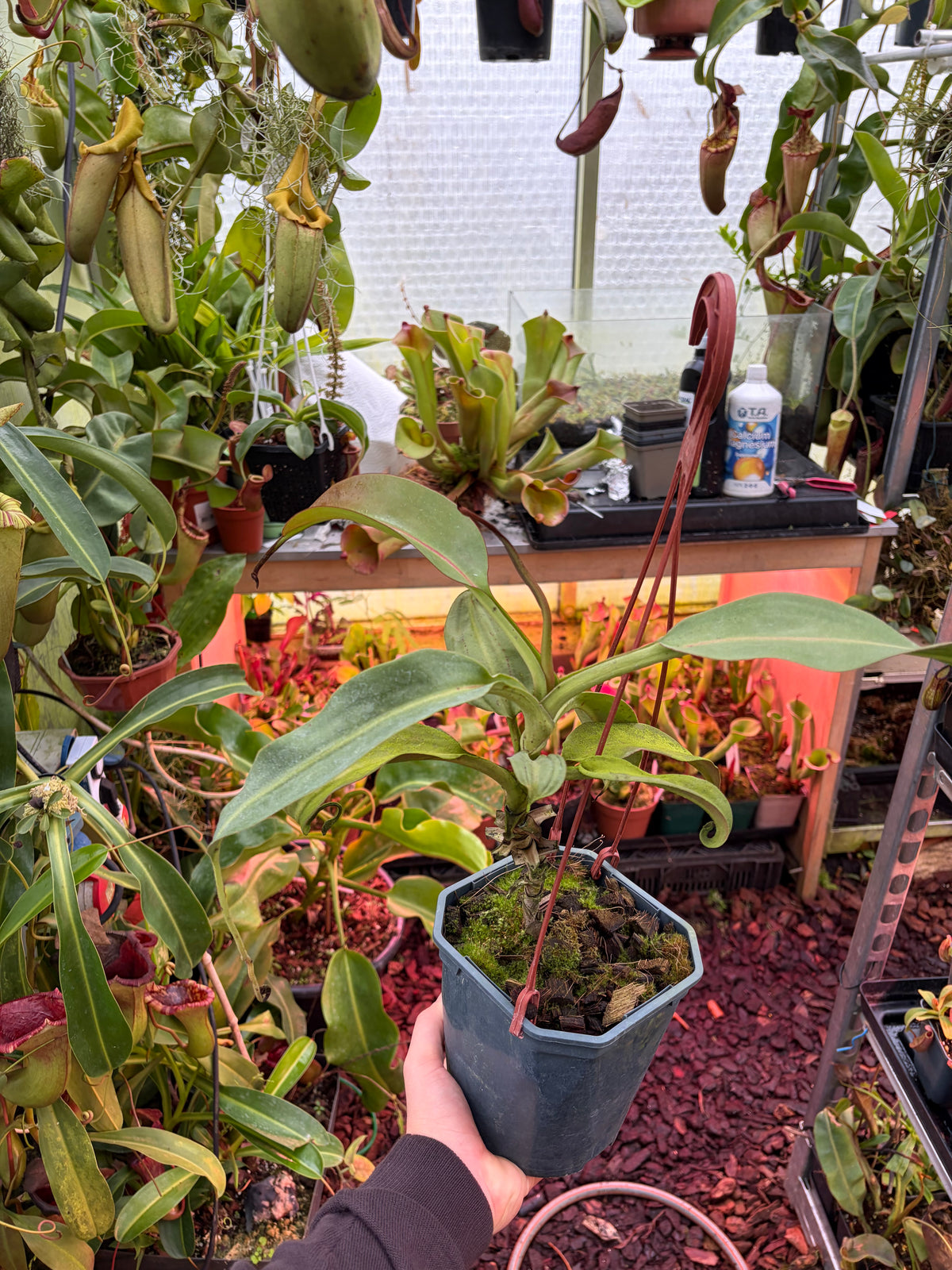 Nepenthes burbidgeae ‚SG‘ 40cm