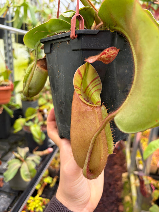 Nepenthes veitchii M x M 40cm