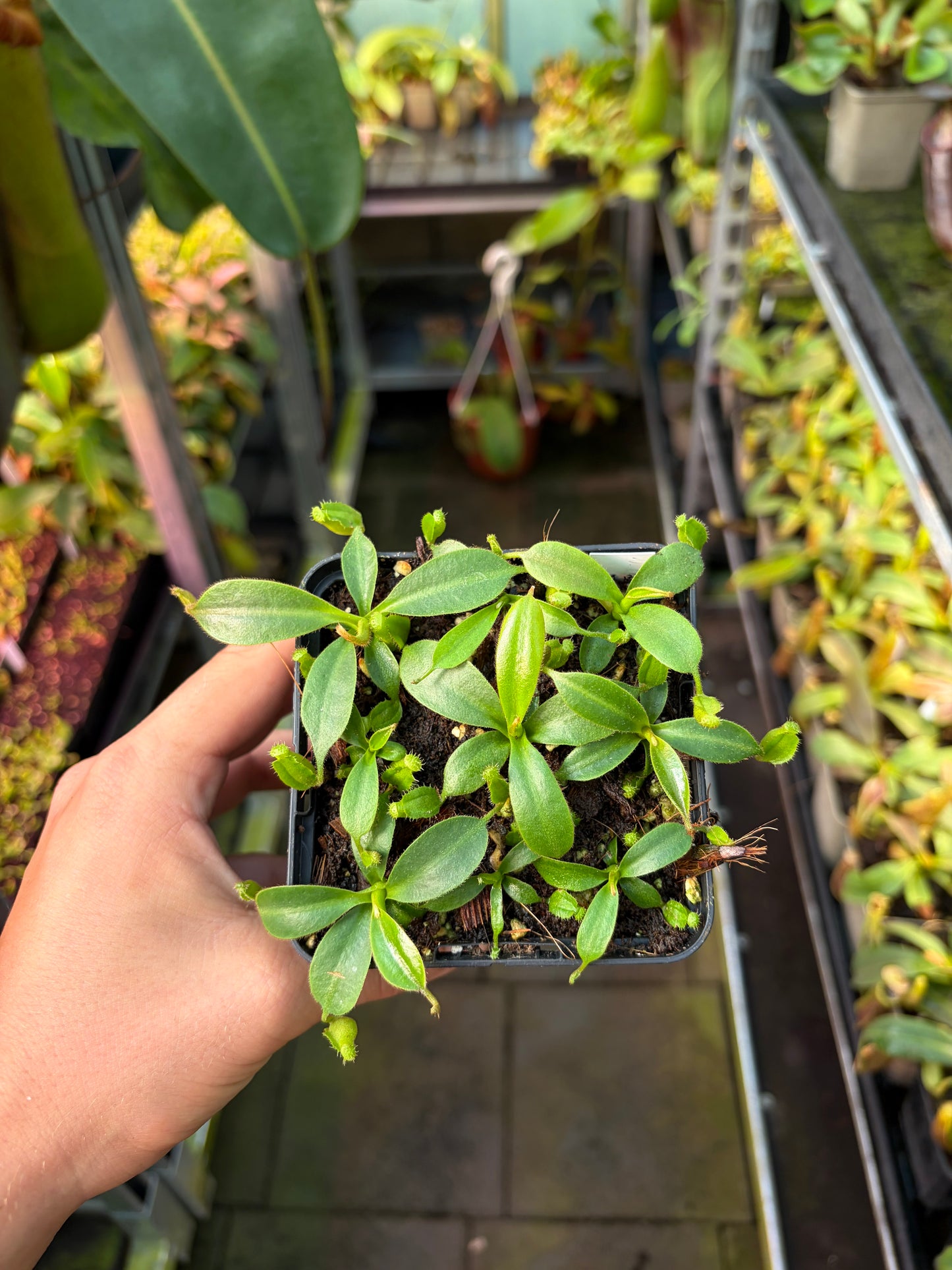 Nepenthes (lowii x truncata ‚squat‘) x boschiana 7cm