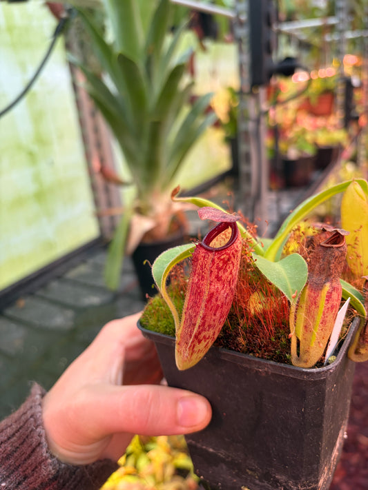 Nepenthes chaniana x aristolochiloides 10cm