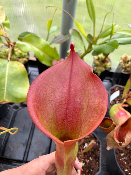 Heliamphora ionasii ‚Killer giant - Michael Schach‘ #4
