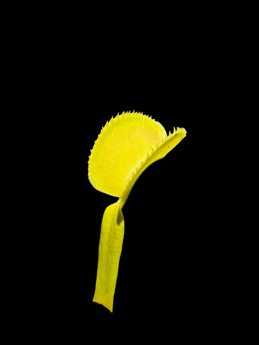 Dionaea muscipula 'Microdent Green'