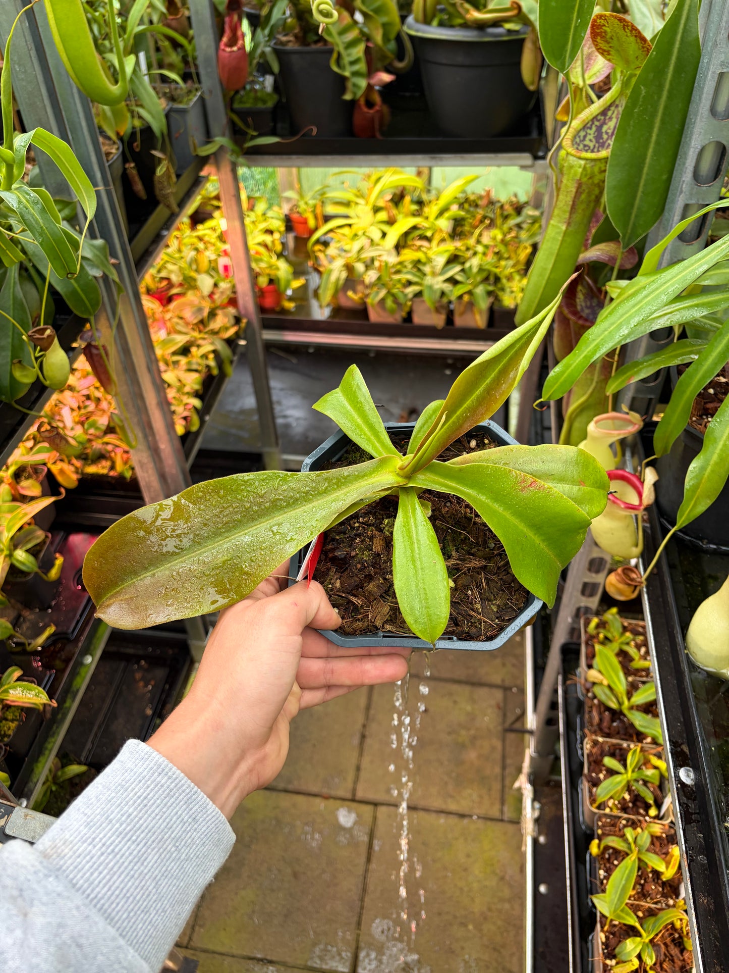 Nepenthes bongso ‚female‘