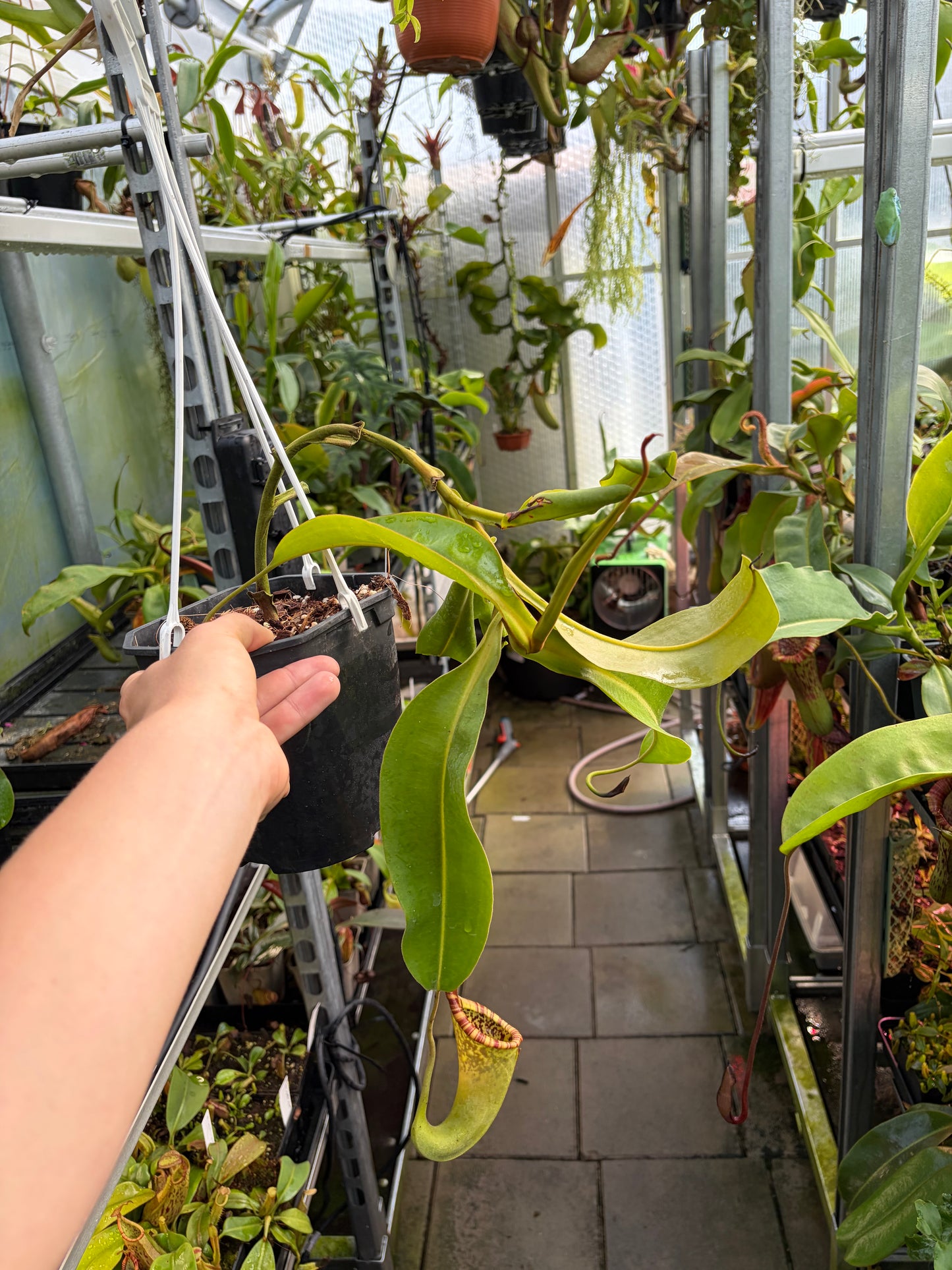 Nepenthes maxima x ephippiata ‚rooted cutting‘