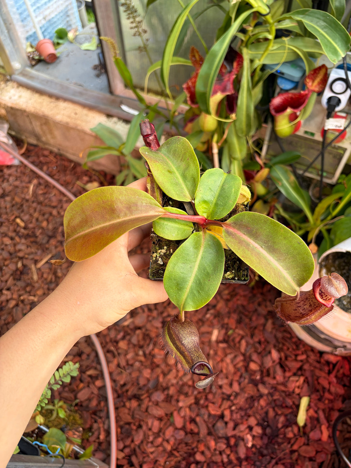 Nepenthes robcantleyi x boschiana 15cm