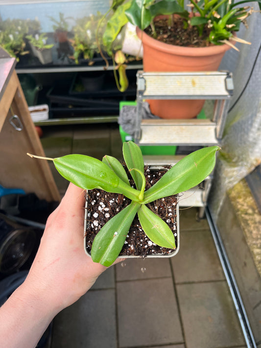 Nepenthes spathulata x hamata 15cm