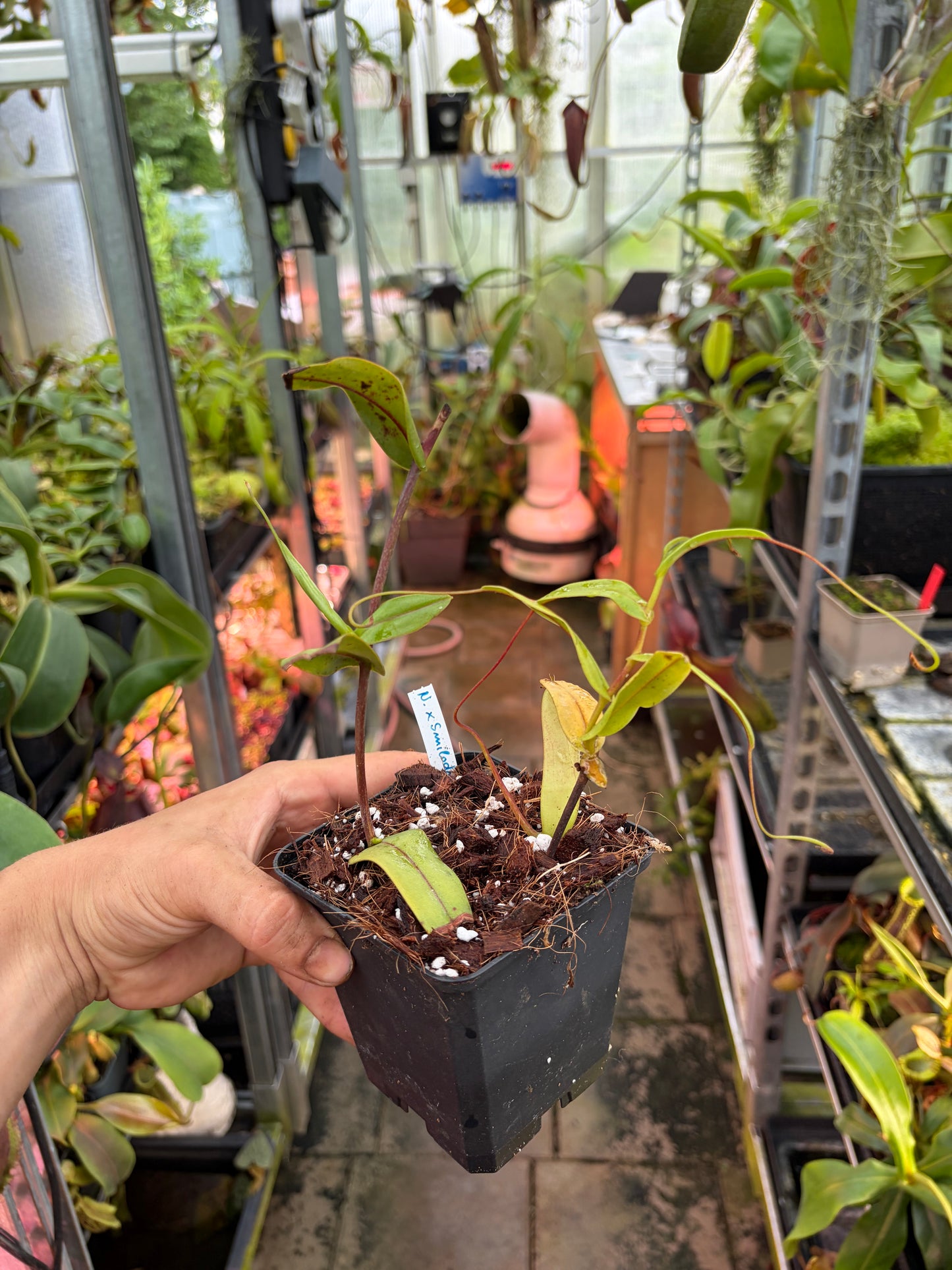 Nepenthes x smilodon ‚rooted cutting - female‘