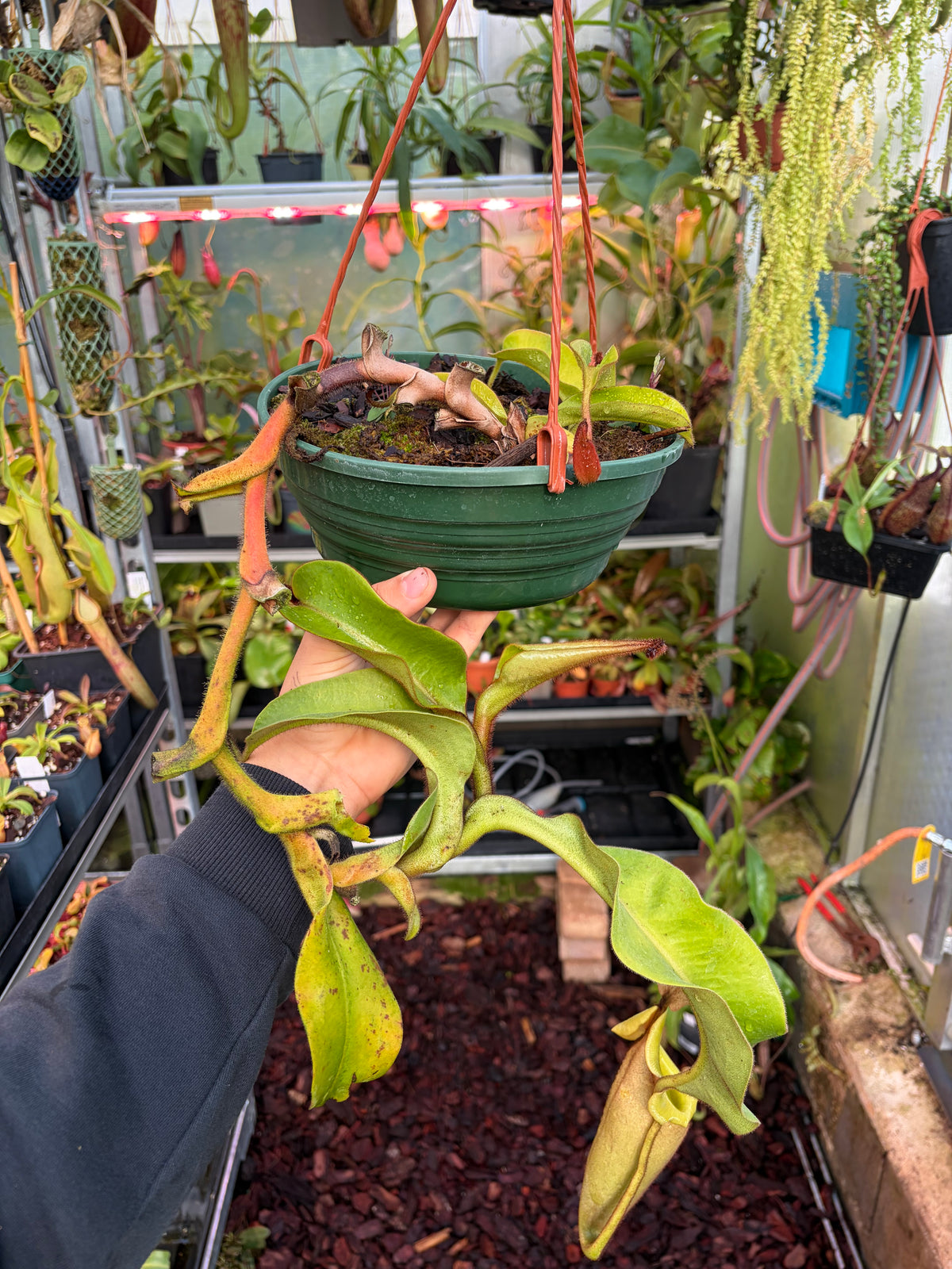 Nepenthes veitchii ‚Maliau‘ 30cm+