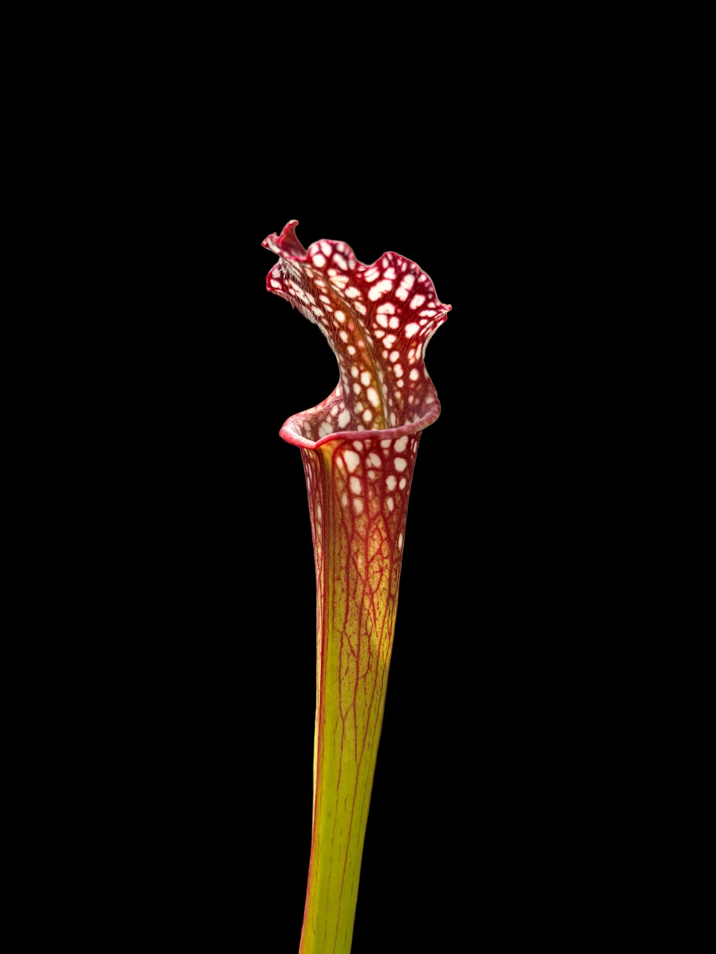 Sarracenia leucophylla #025