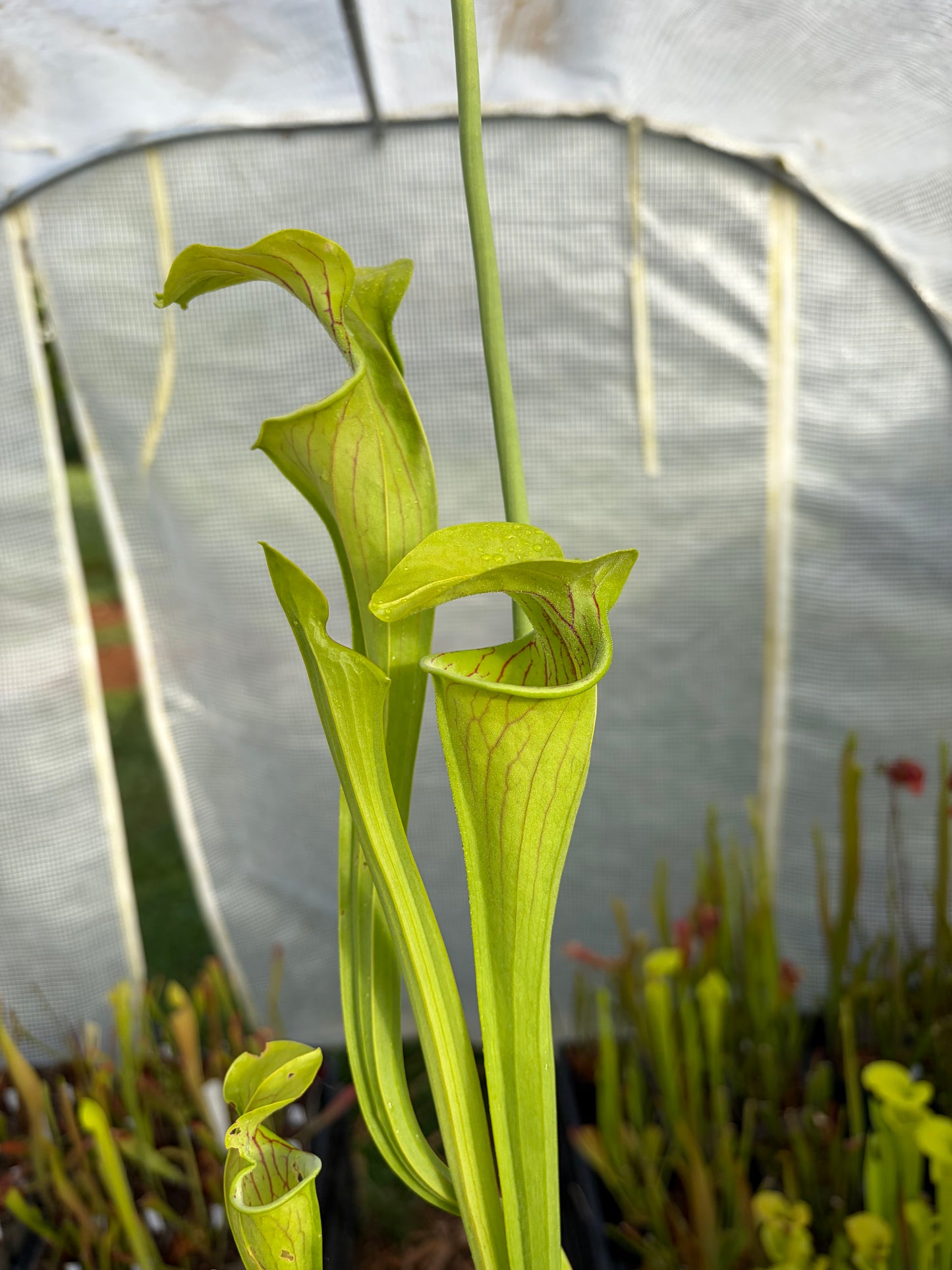 Sarracenia oreophylla ‚giant‘