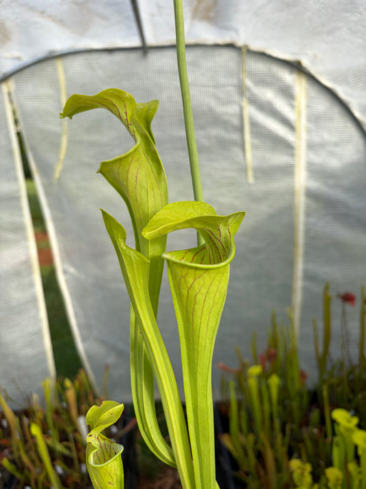 Sarracenia oreophylla ‚giant‘
