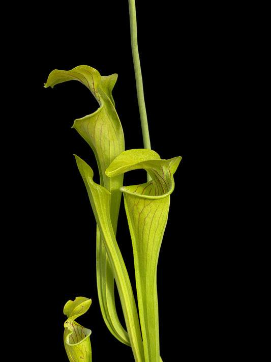 Sarracenia oreophylla ‚giant‘