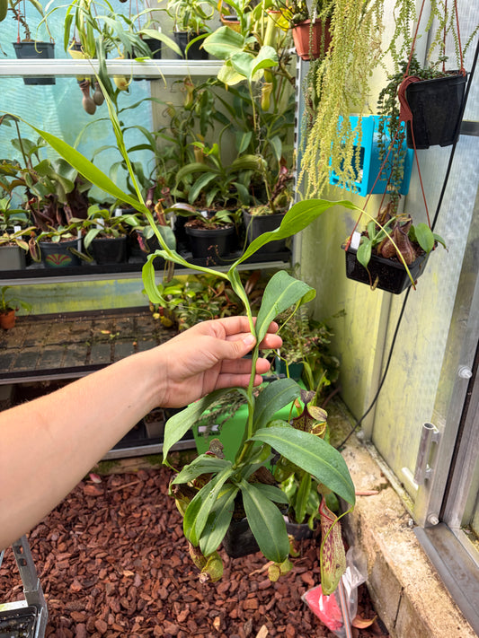 Nepenthes (adnata x spathulata) x truncata ‚Highland red‘ 20cm+