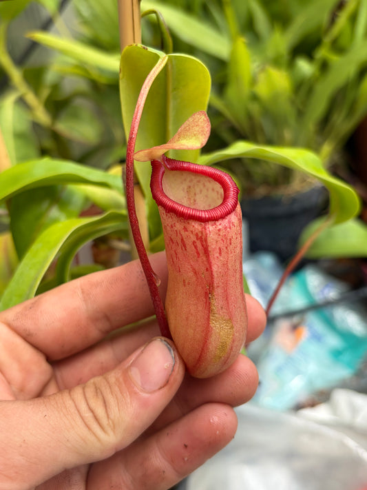 Nepenthes ventricosa ‚seedgrown‘ 30cm