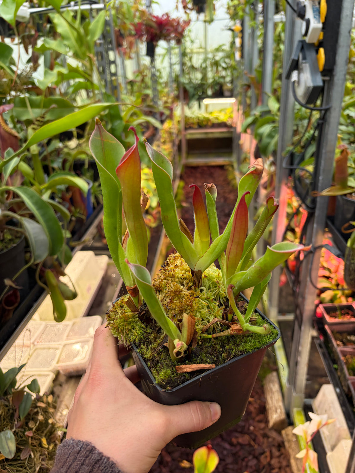 Heliamphora neblinae ‚red‘ (small)