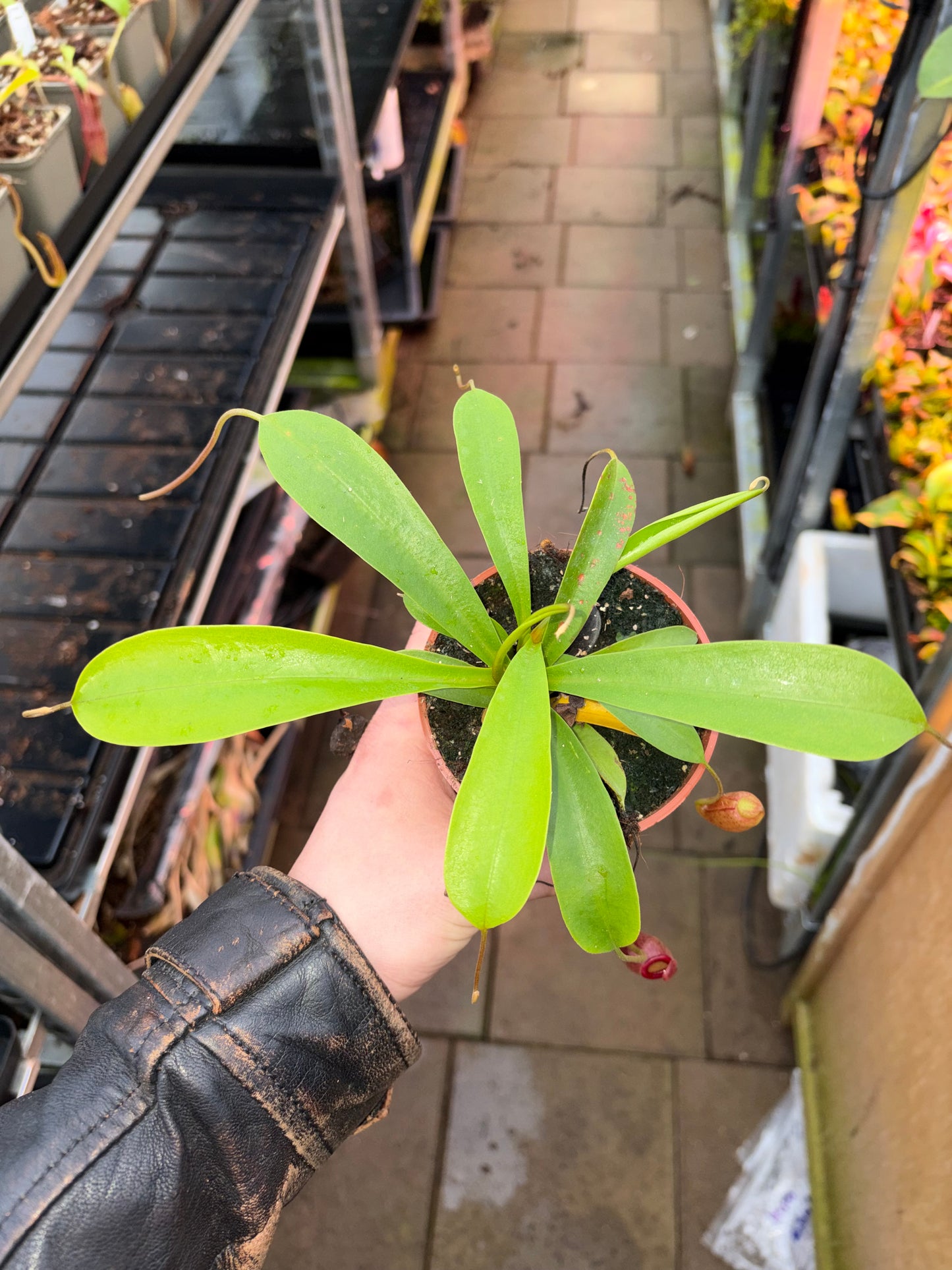 Nepenthes flava 15-20cm