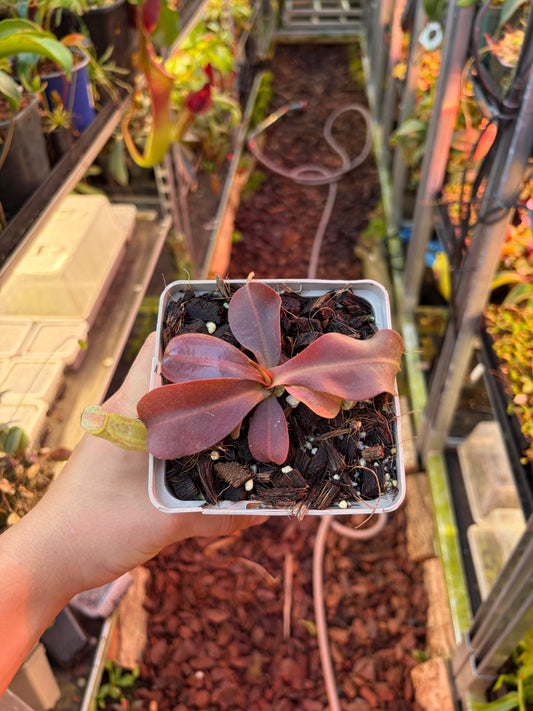 Nepenthes mapuluensis x veitchii 10-15cm