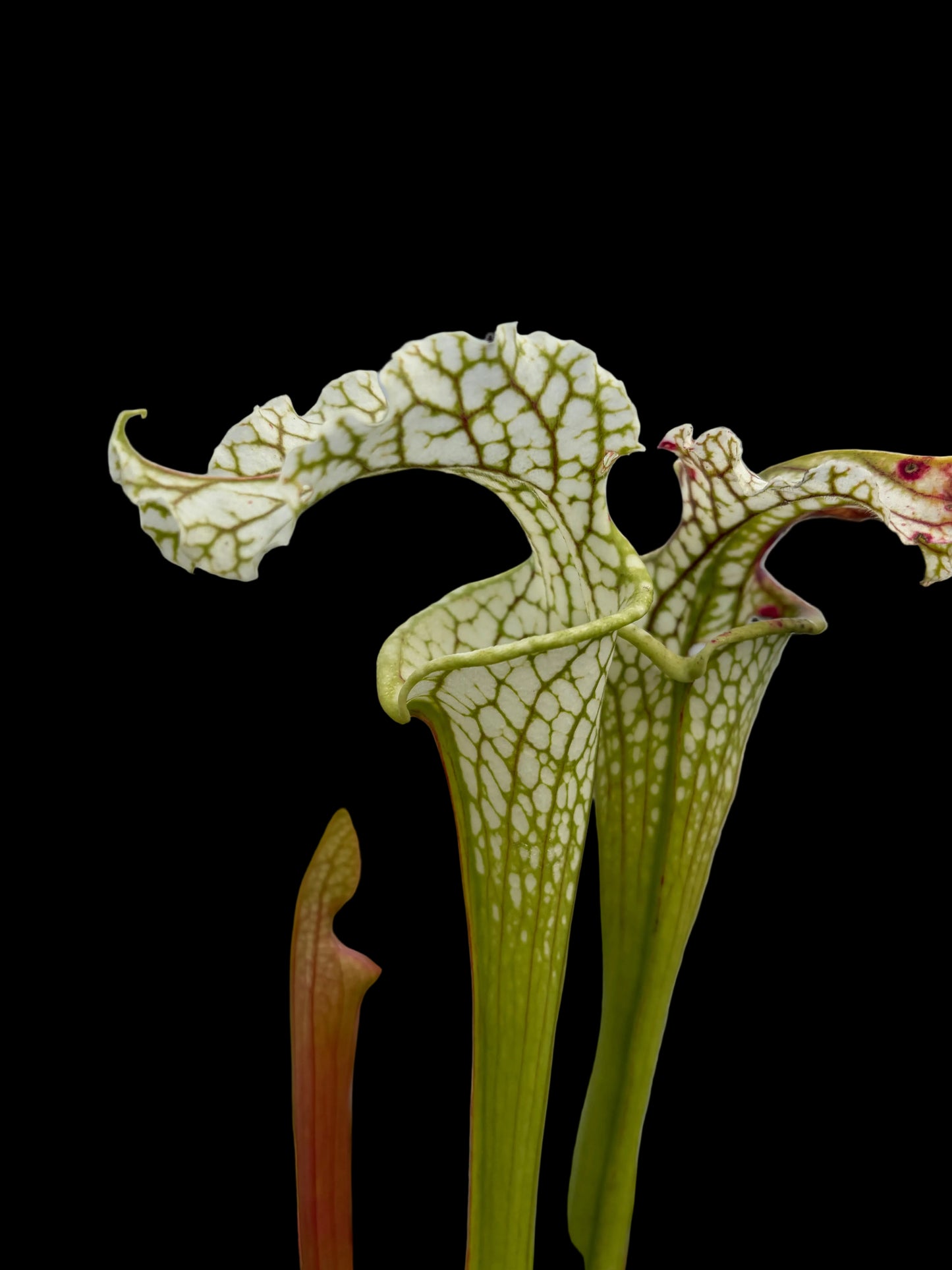 Sarracenia leucophylla - MK L02
