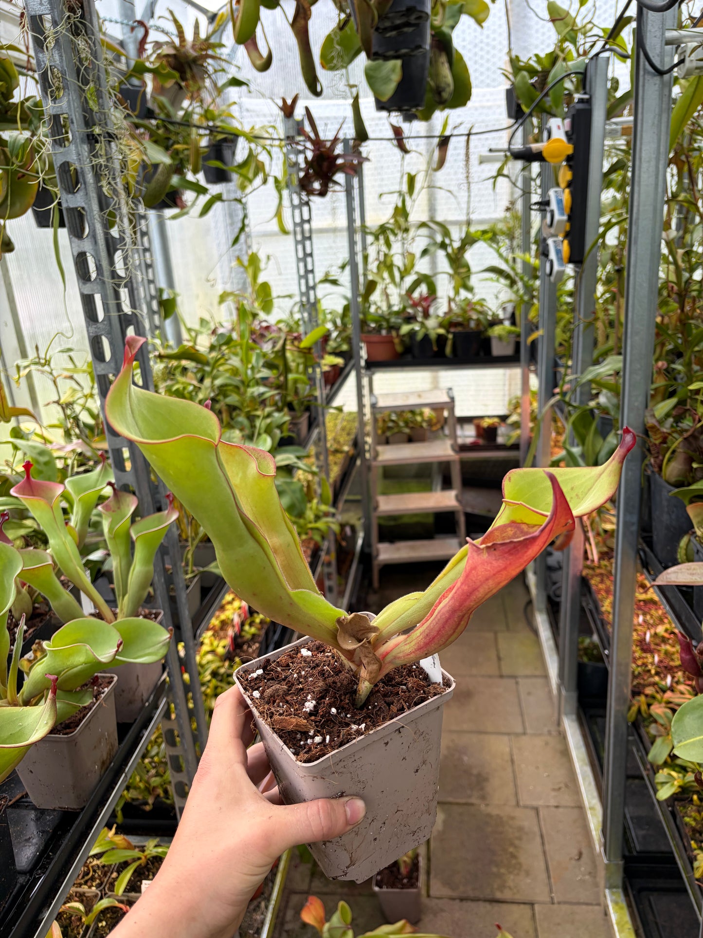 Heliamphora spec. Akopon #6