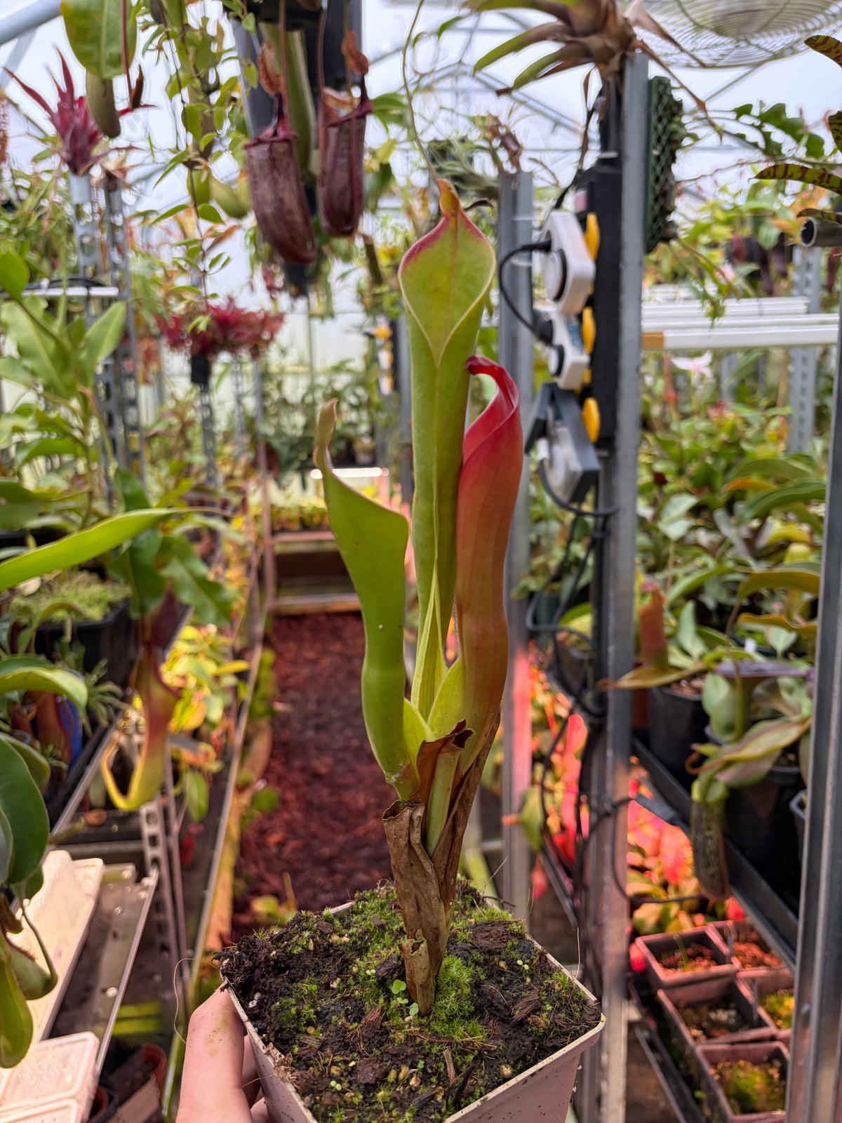 Heliamphora neblinae ‚red‘ #00