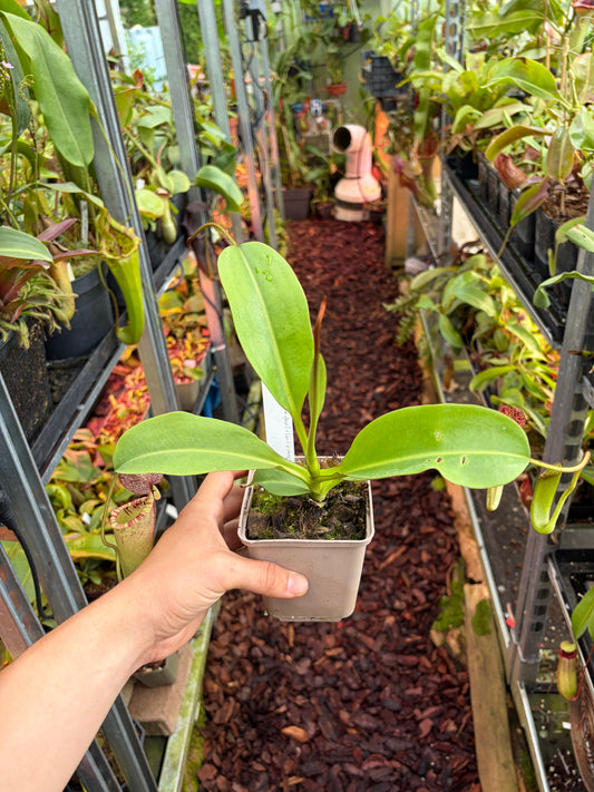 Nepenthes (veitchii x burbidgeae) x (lowii x campanulata ‚EP‘) ‚rooted cutting‘