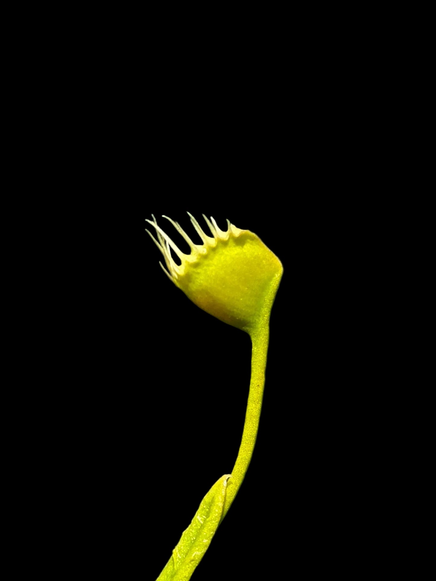 Dionaea muscipula 'Trichterfalle'