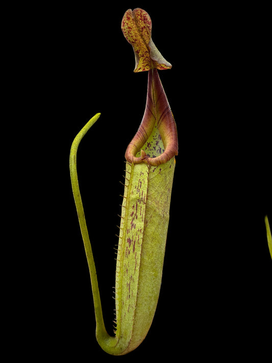 Nepenthes robcantleyi x zakriana