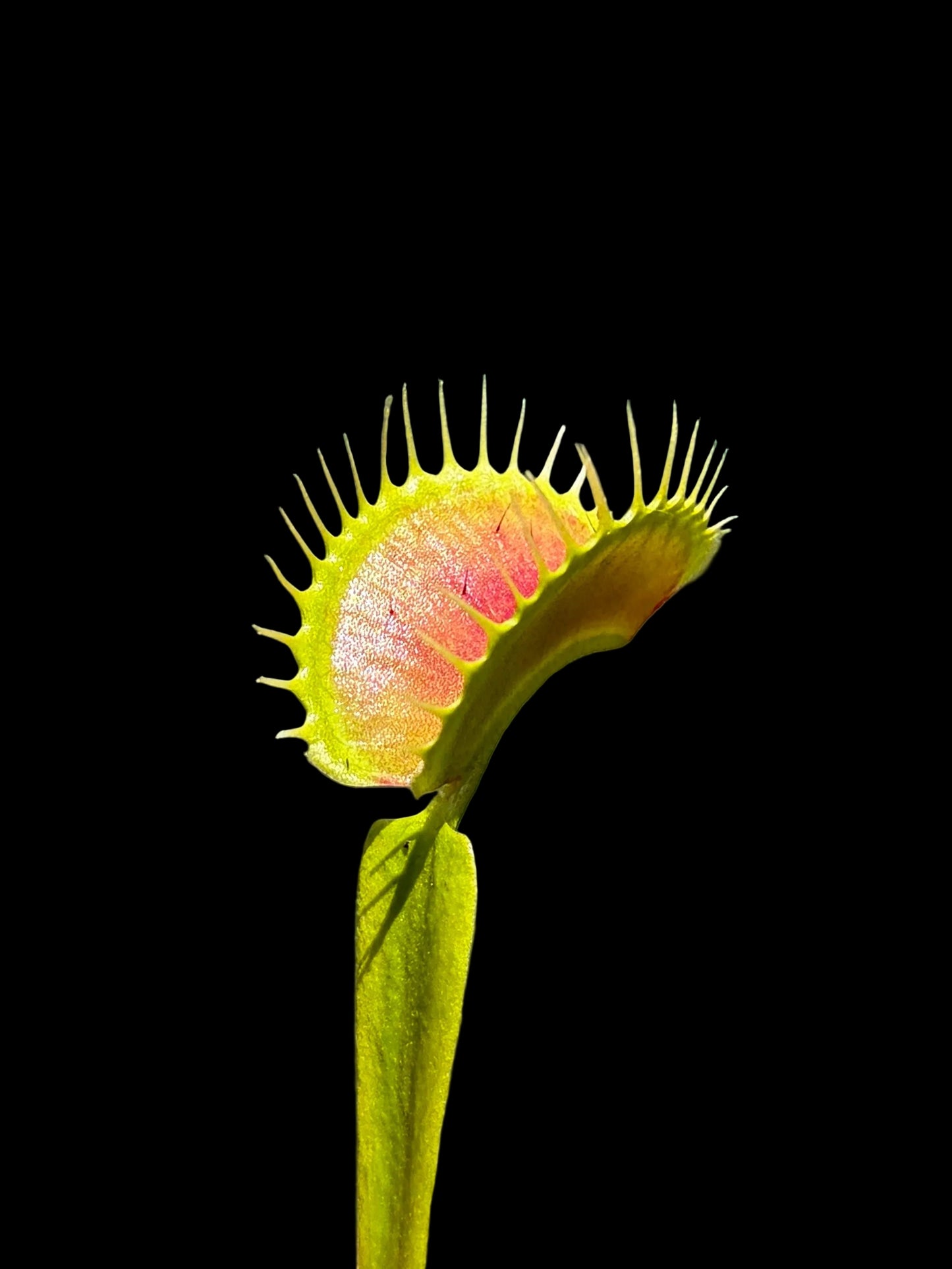 Dionaea muscipula 'Tiger Fangs'
