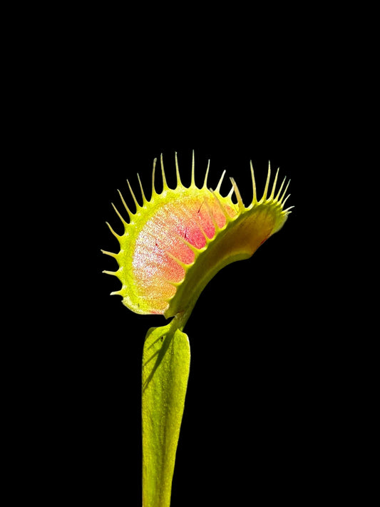 Dionaea muscipula 'Tiger Fangs'