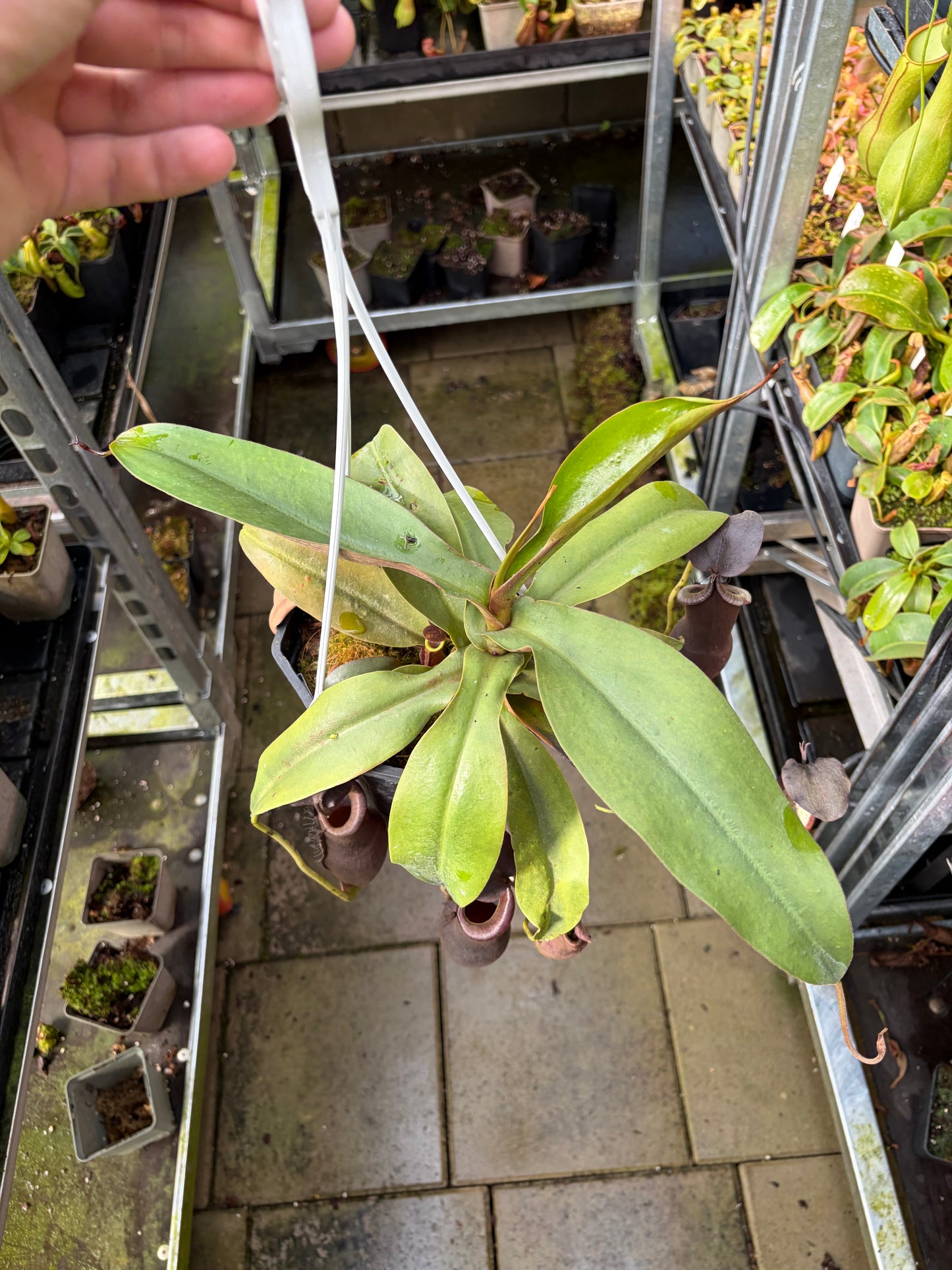 Nepenthes (izumiae x ramispina EP) x naga
