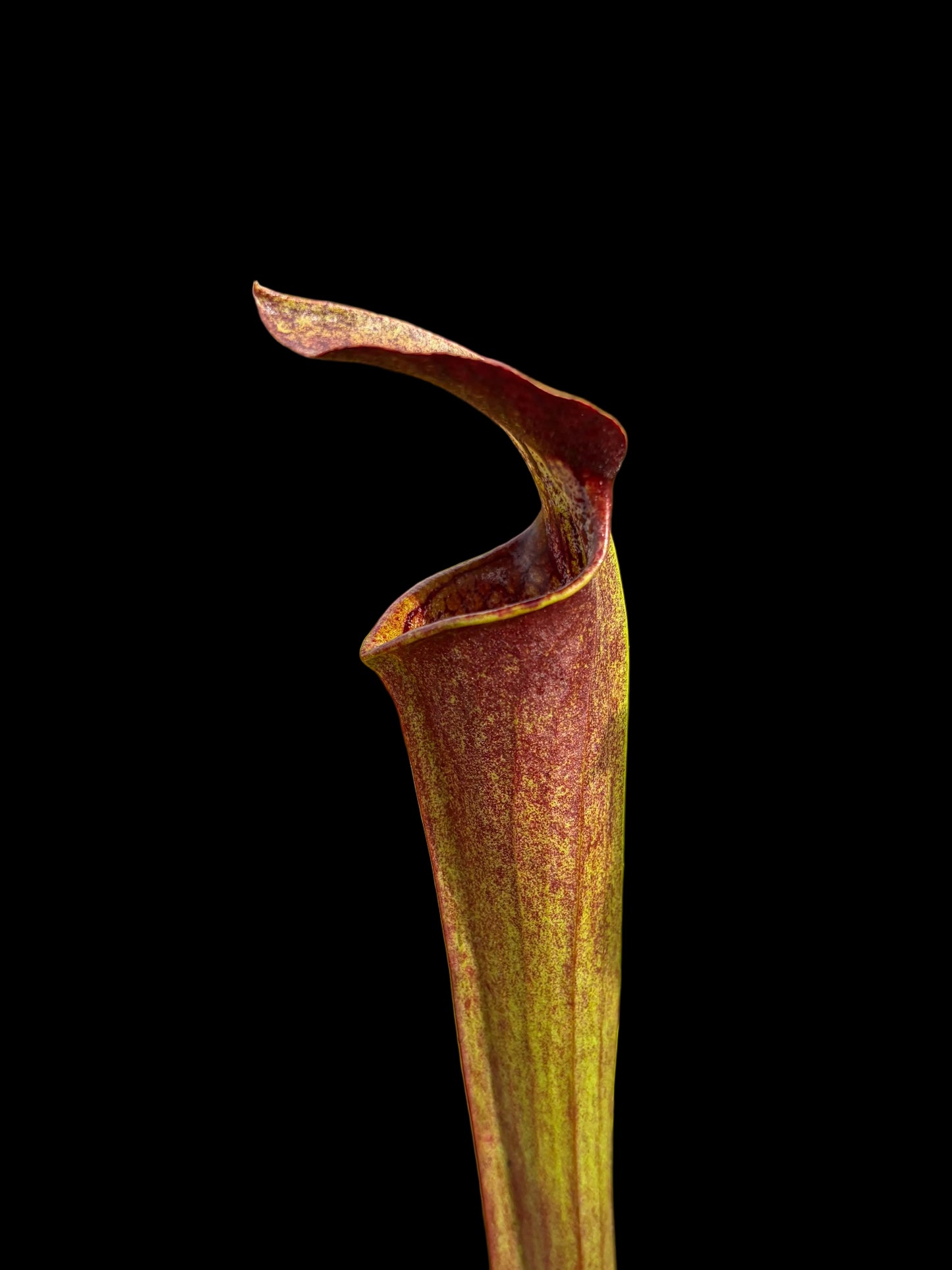 Sarracenia alata 'Night'