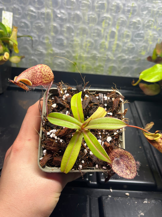 Nepenthes burkei x hamata 10cm