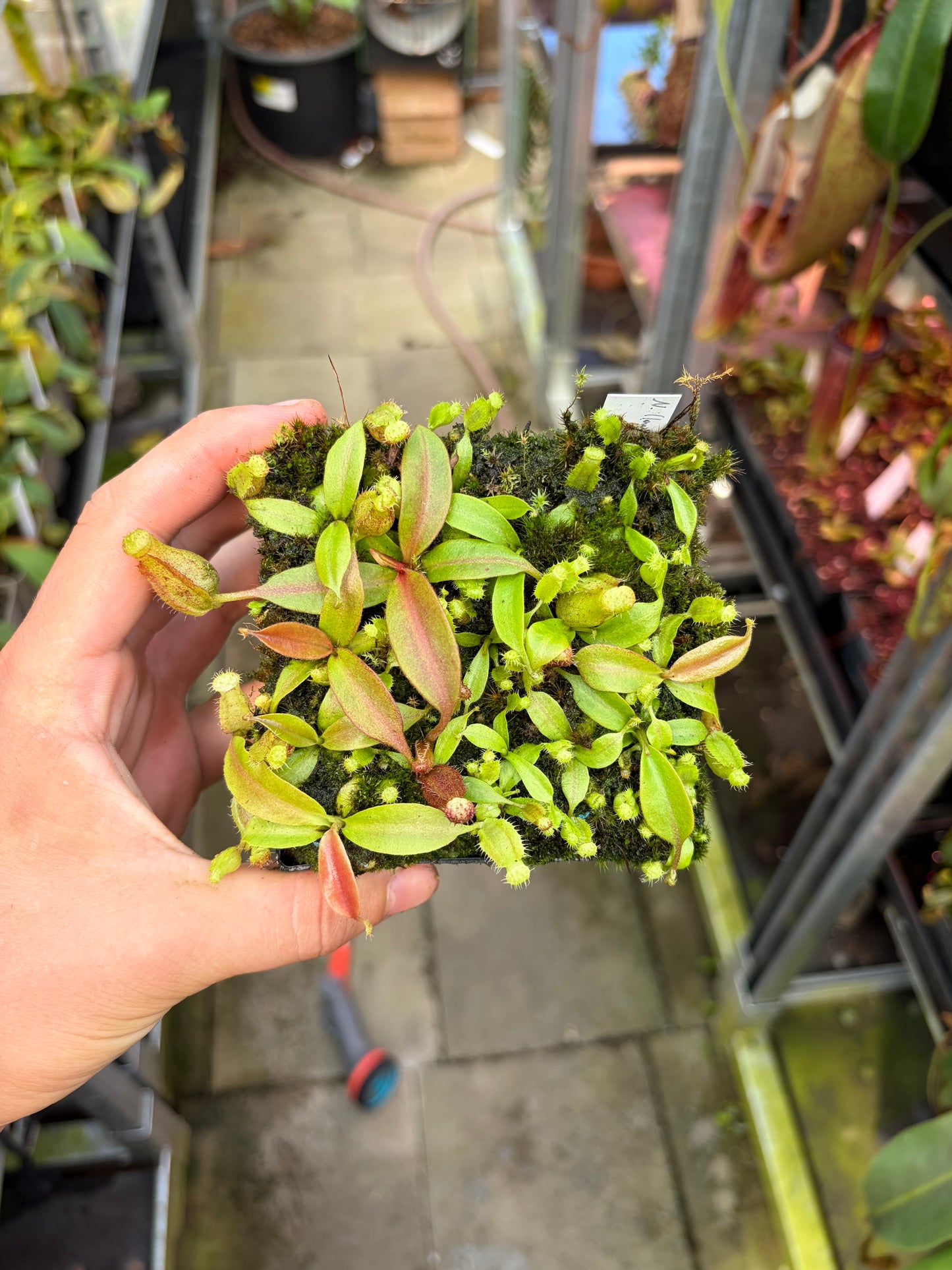 Nepenthes (lowii x boschiana) x boschiana 5-7cm