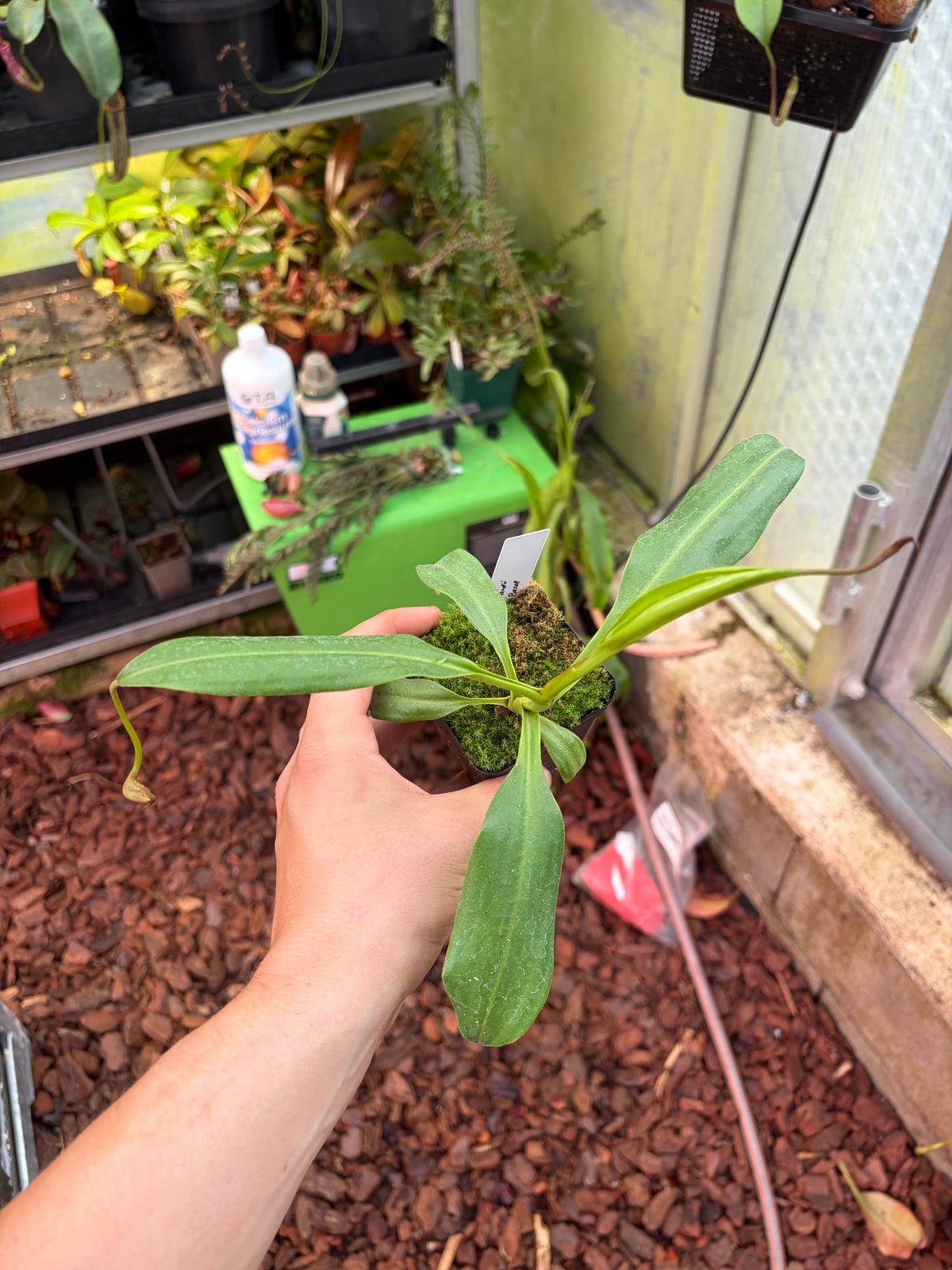 Nepenthes copelandii 20cm