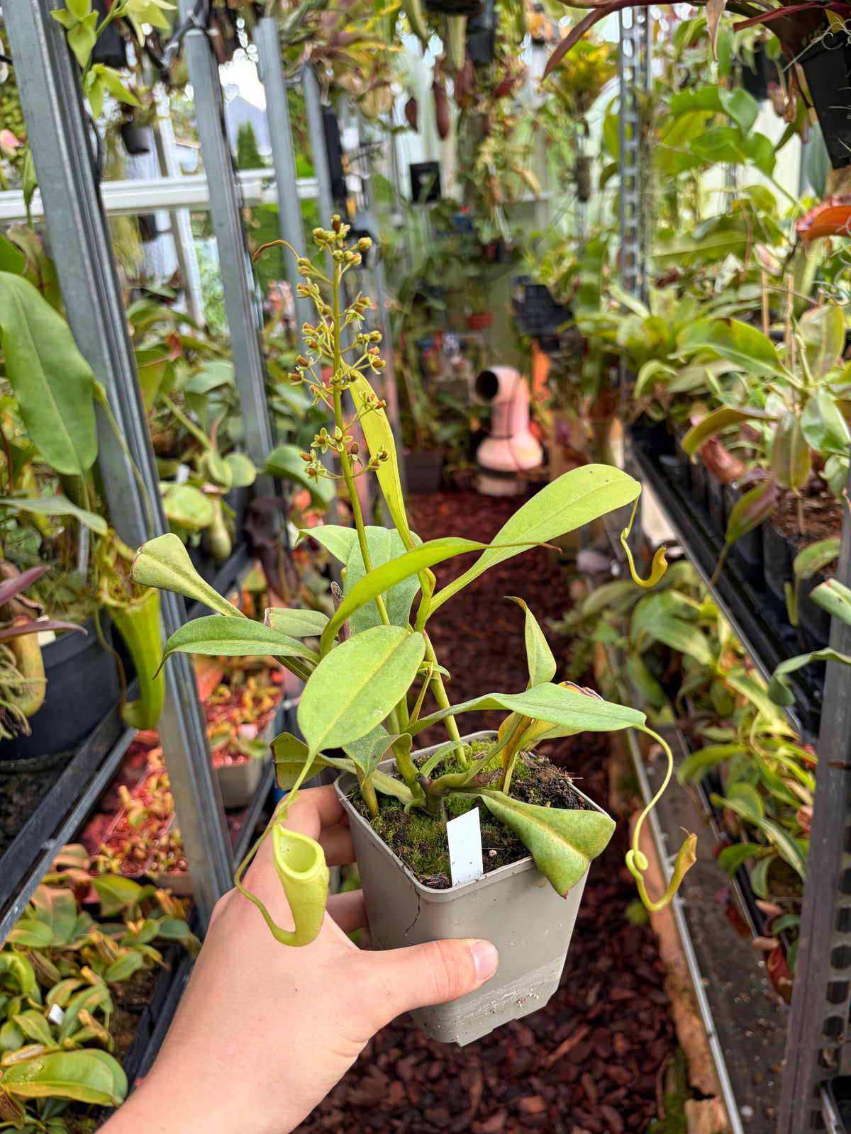 Nepenthes eymae ‚Tambusisi‘ ‚female - rooted cutting‘
