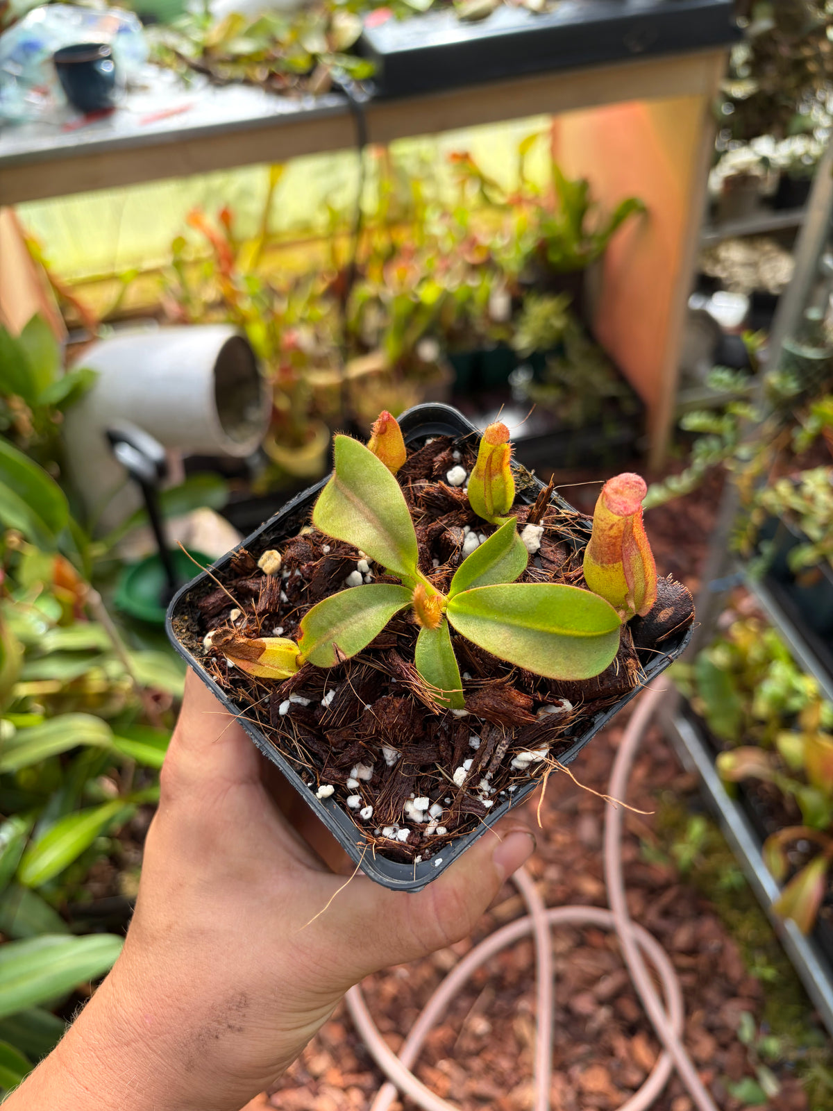Nepenthes veitchii ‚candy x candy‘ 10cm