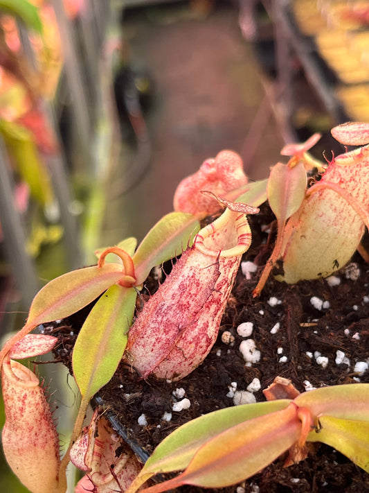 Nepenthes bongso x spectabilis 7cm